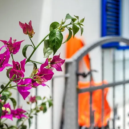 Summer House Bougainvillea By Dubrovnik Colors