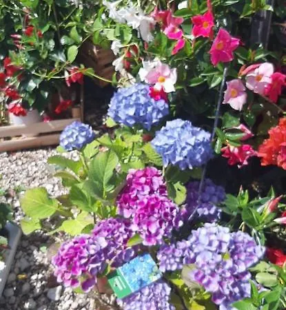 公寓 Summer House Bougainvillea By Dubrovnik Colors