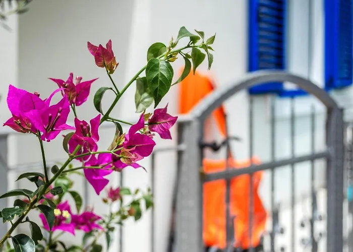 Summer House Bougainvillea By Dubrovnik Colors